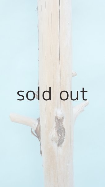 画像3: 幹流木 (3)