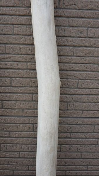 画像7: 幹流木・長尺 (7)