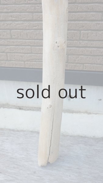 画像2: 幹流木・長尺 (2)