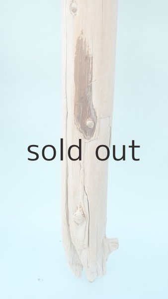 画像6: 幹流木 (6)