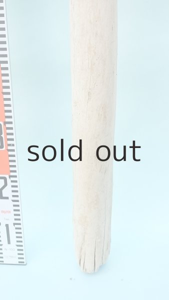 画像5: 幹流木 (5)