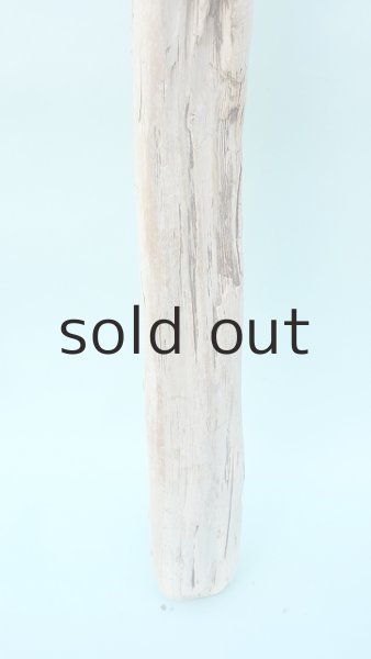 画像2: 幹流木 (2)