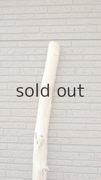 画像5: 幹流木・長尺 (5)