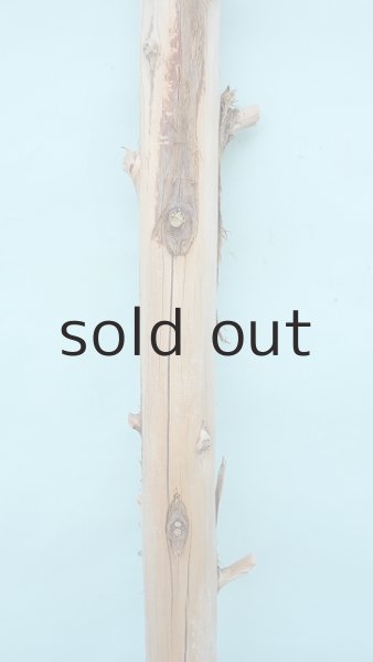 画像4: 幹流木 (4)