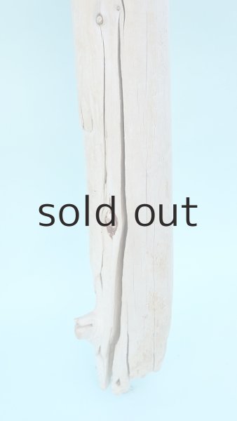 画像2: 幹流木 (2)