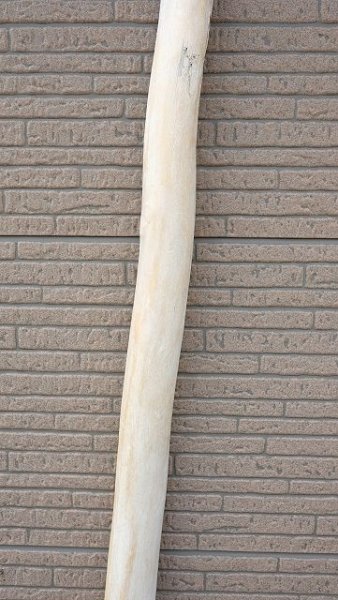 画像4: 幹流木・長尺 (4)