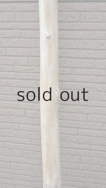 画像3: 幹流木・長尺 (3)