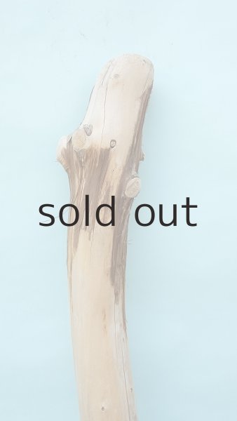 画像4: 幹流木 (4)