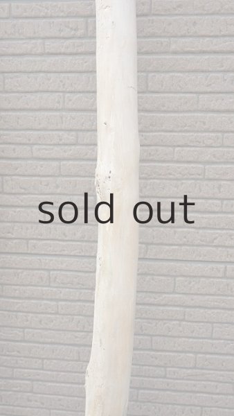 画像7: 幹流木・長尺 (7)