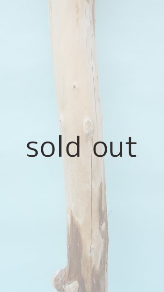 画像3: 幹流木 (3)