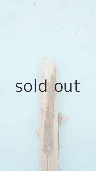 画像5: 幹流木 (5)