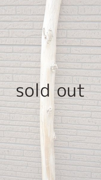 画像4: 幹流木・長尺 (4)