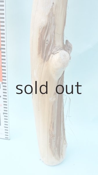 画像5: 幹流木 (5)