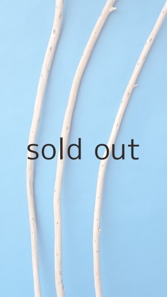 画像3: 棒流木セット (3)