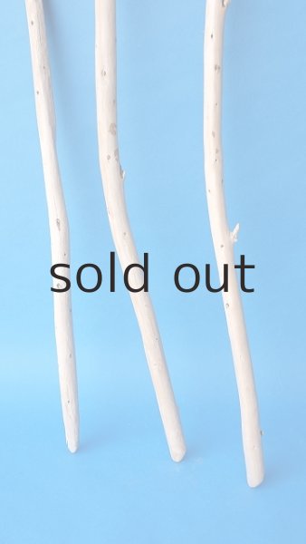 画像2: 棒流木セット (2)