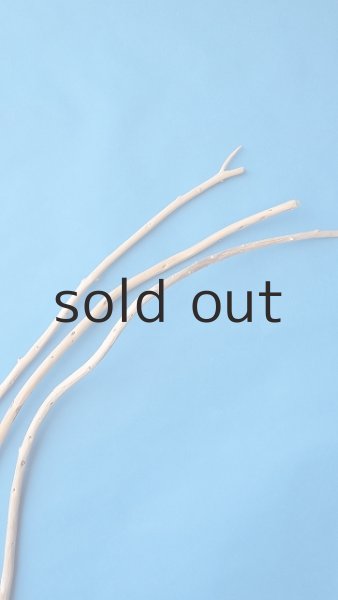 画像4: 棒流木セット (4)