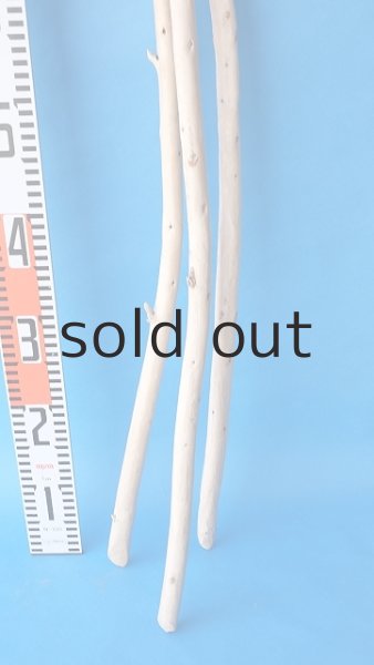 画像5: 棒流木セット (5)