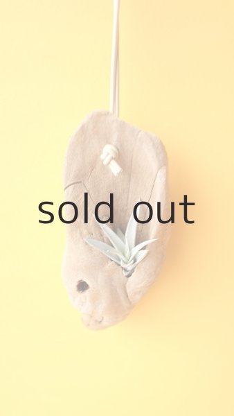 画像2: エアープランツ置き(ハンギングタイプ) by GRAY and GREEN (2)