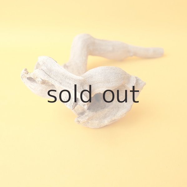 画像5: 流木根 (5)