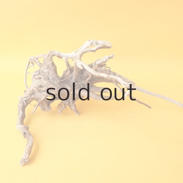 画像5: ミニ流木根 (5)