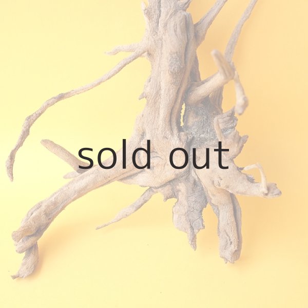 画像2: ミニ流木根 (2)