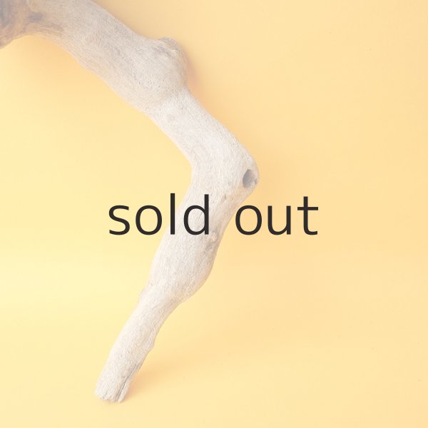 画像2: 流木根 (2)