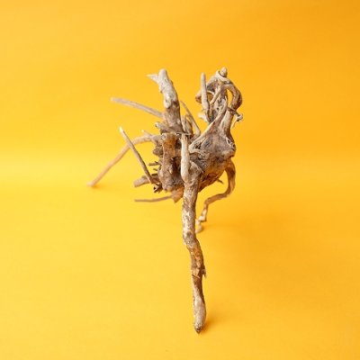 画像2: ミニ流木根
