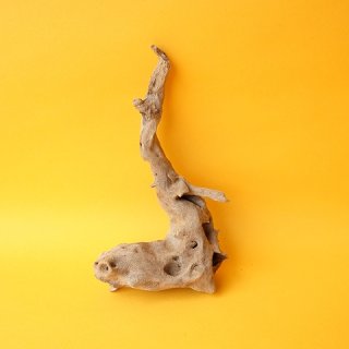 大型流木根 - 流木素材市場 阿波遊木