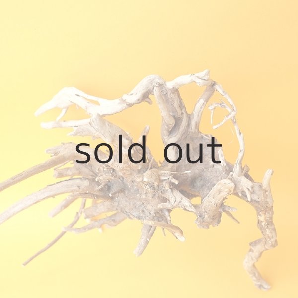 画像2: ミニ流木根 (2)