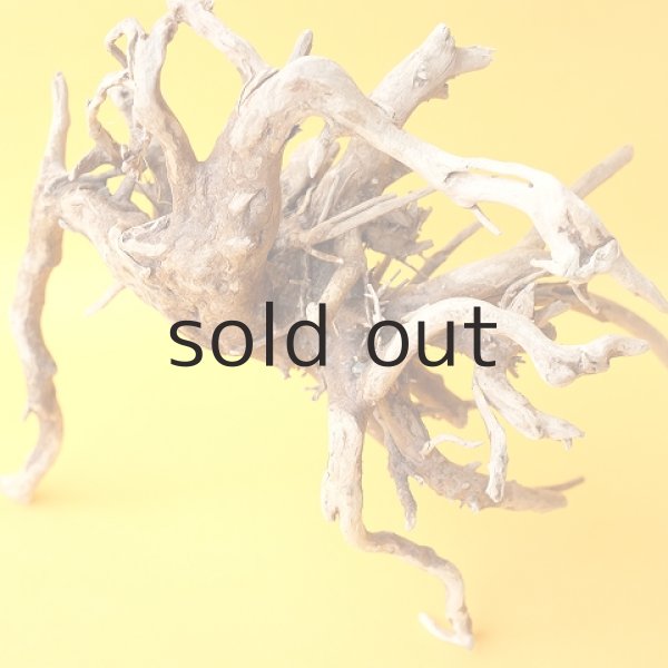 画像4: ミニ流木根 (4)