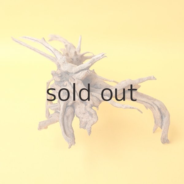 画像5: ミニ流木根 (5)