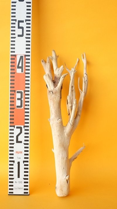 画像3: 小枝流木