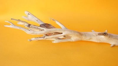 画像1: 小枝流木