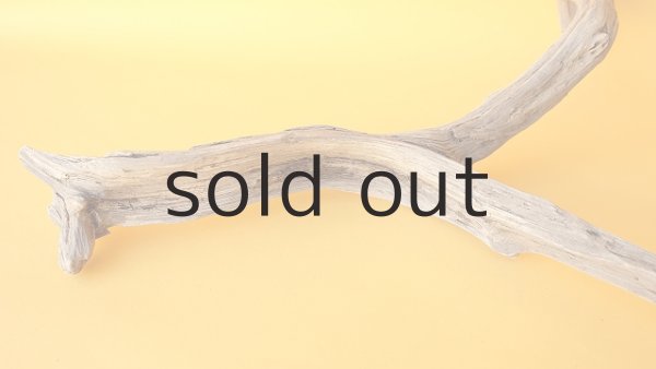 画像5: 小枝流木 (5)