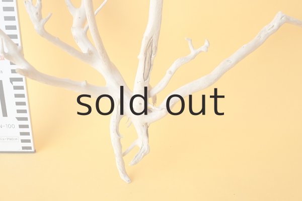 画像5: 流木根 (5)