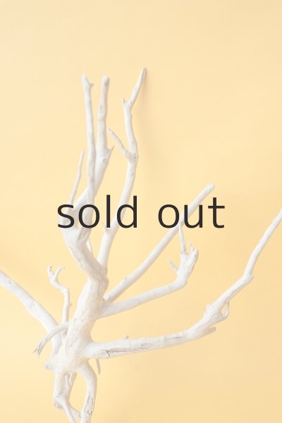 画像3: 流木根 (3)