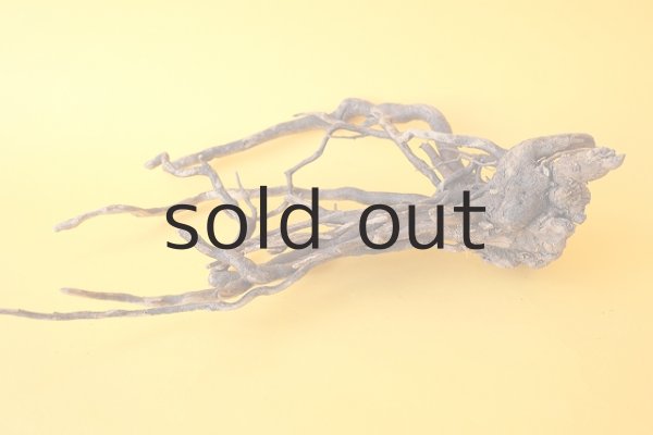 画像5: 流木根 (5)