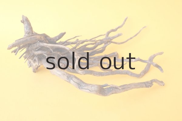 画像4: 流木根 (4)