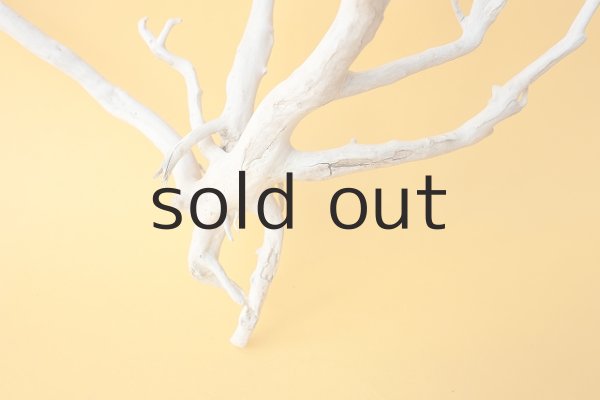 画像2: 流木根 (2)