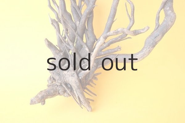 画像2: 流木根 (2)