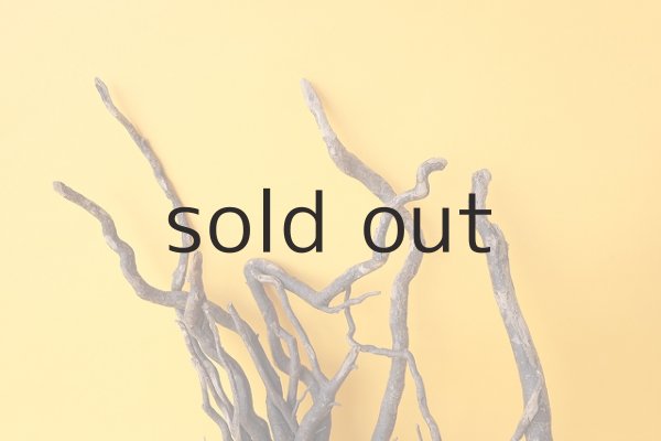 画像3: 流木根 (3)