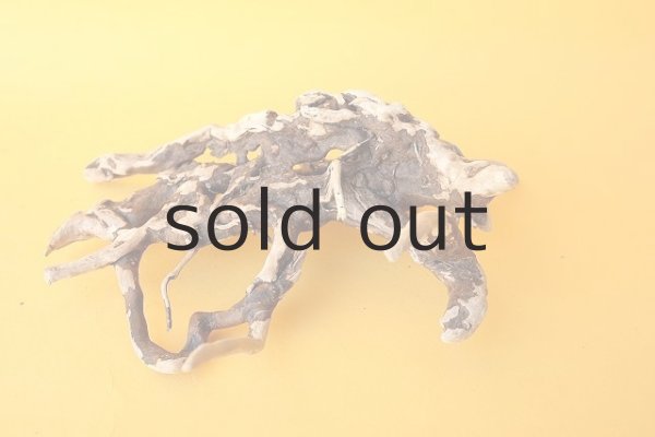 画像2: ミニ流木根 (2)