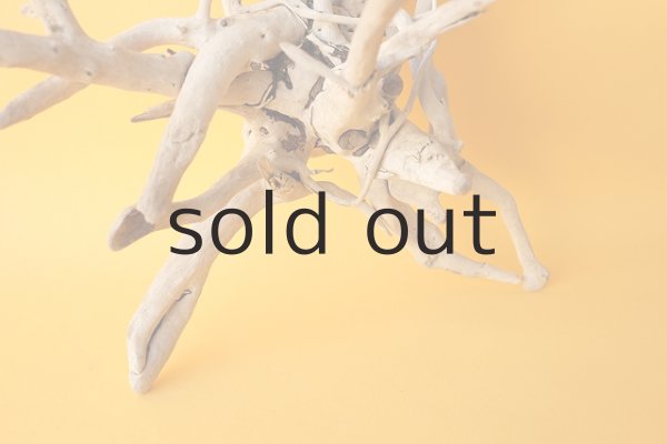 画像2: 流木根 (2)