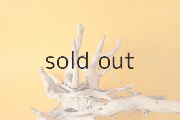 画像10: 流木根 (10)