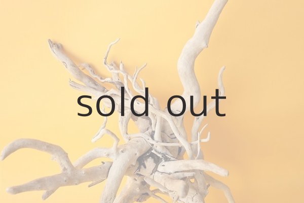 画像3: 流木根 (3)