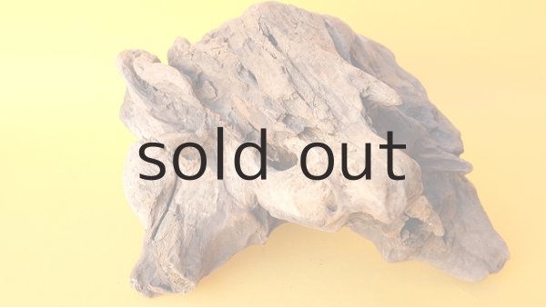 画像5: 変形流木 (5)