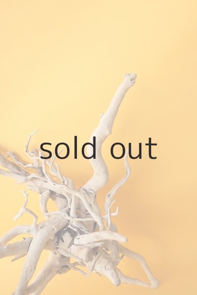 画像4: 流木根 (4)