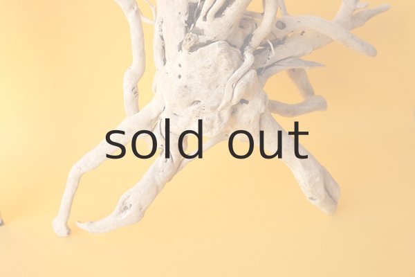 画像5: 流木根 (5)