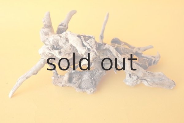 画像3: ミニ流木根 (3)