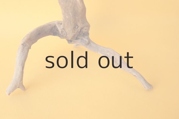 画像2: ミニ流木根 (2)